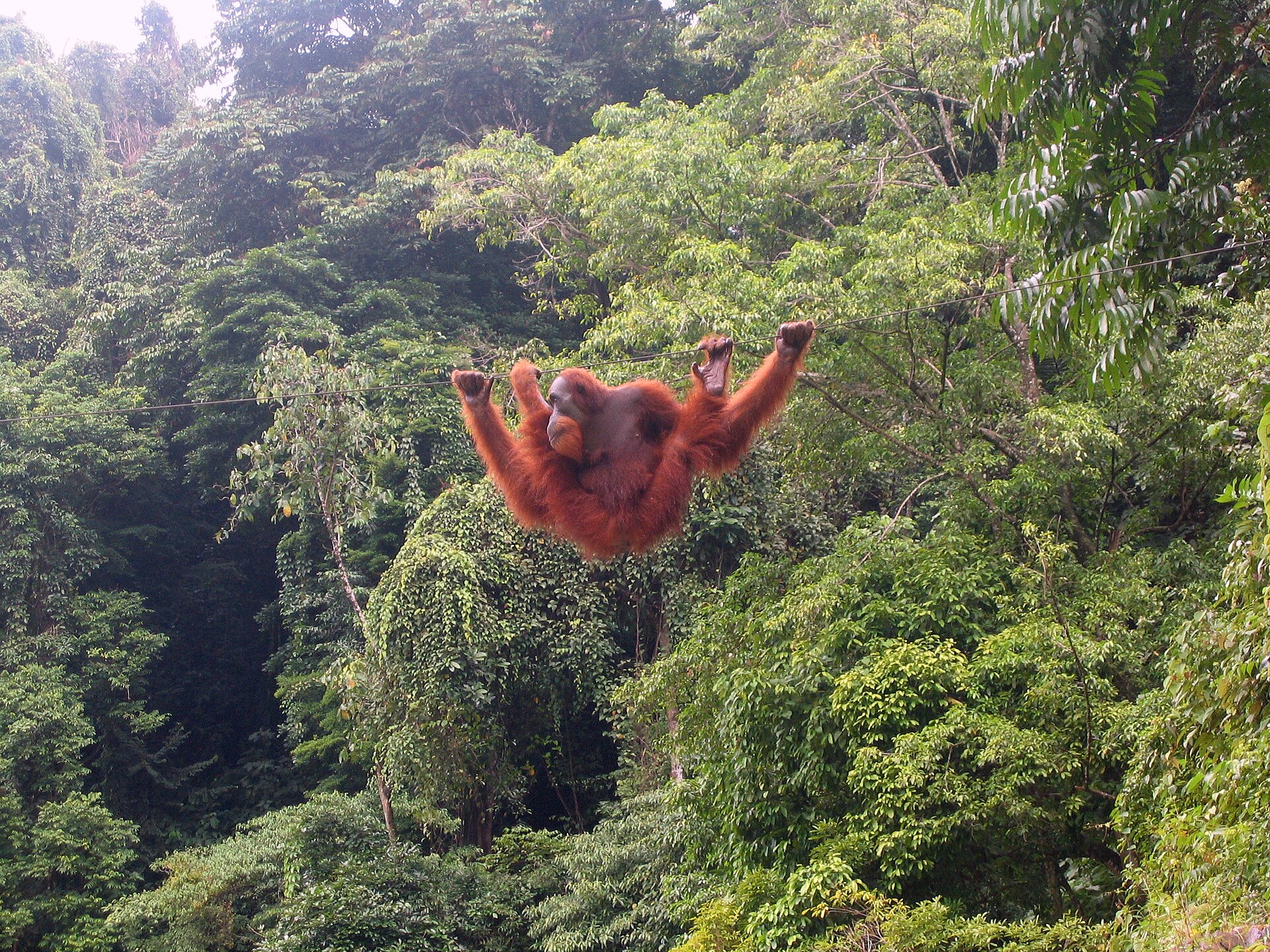Bukit Lawang Orangutan Trekking 2D1N